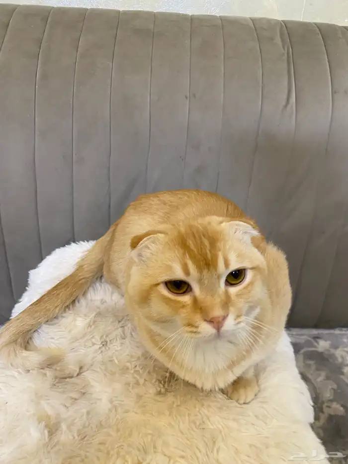 قطو سكوتش فولد - العمر 6 أشهر 2