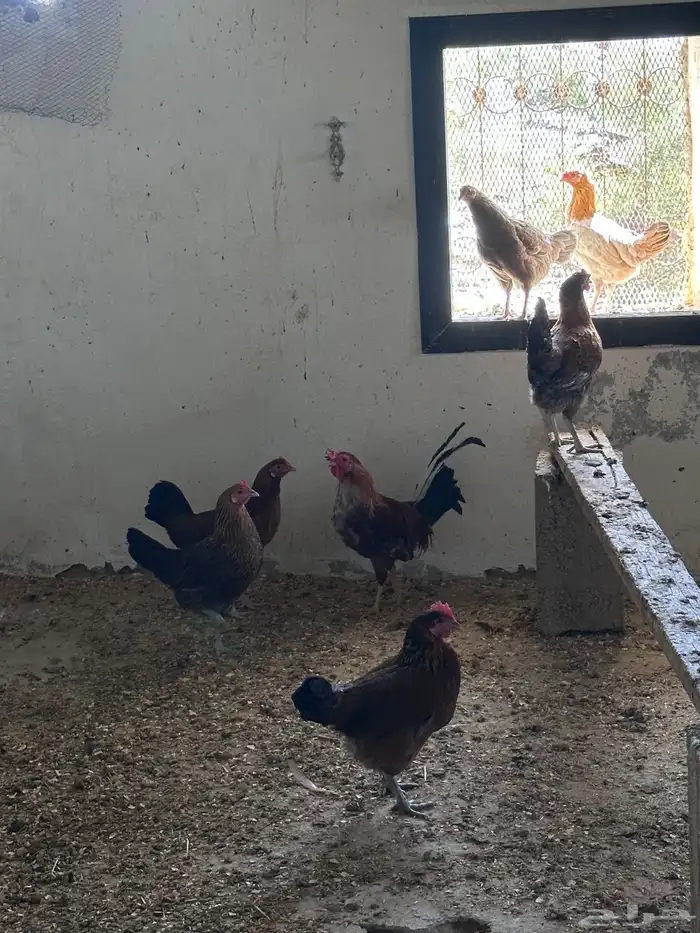 دجاج بلدي 5