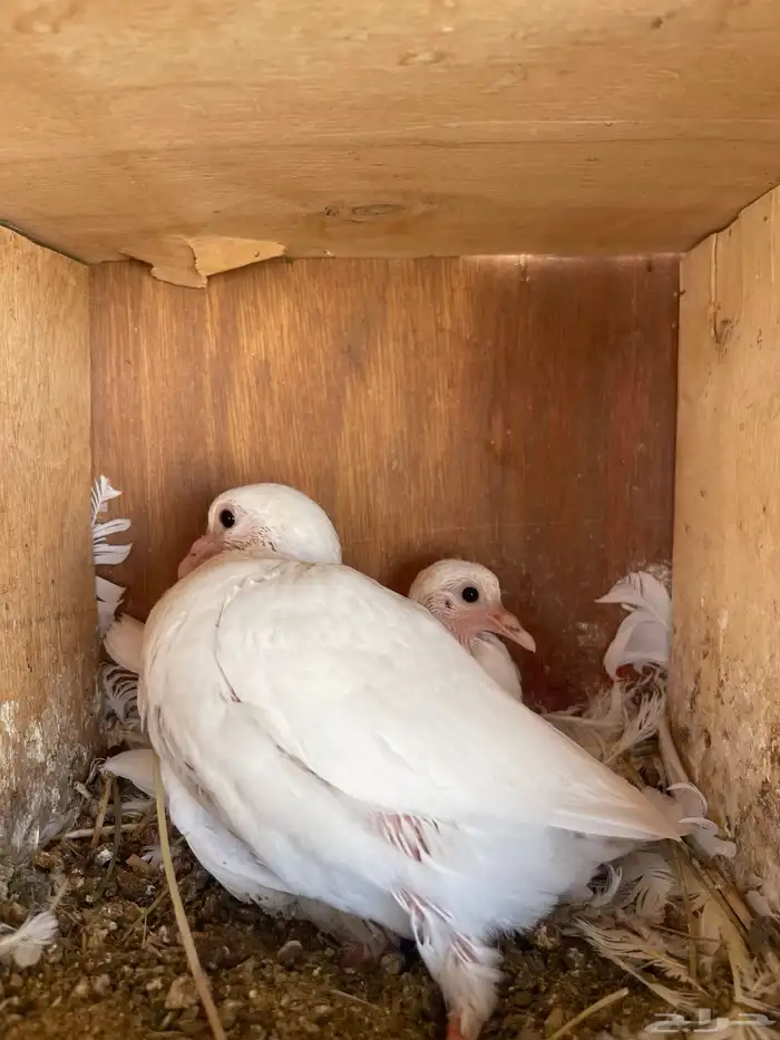 للبيع بسابيس 10 اجواز 3