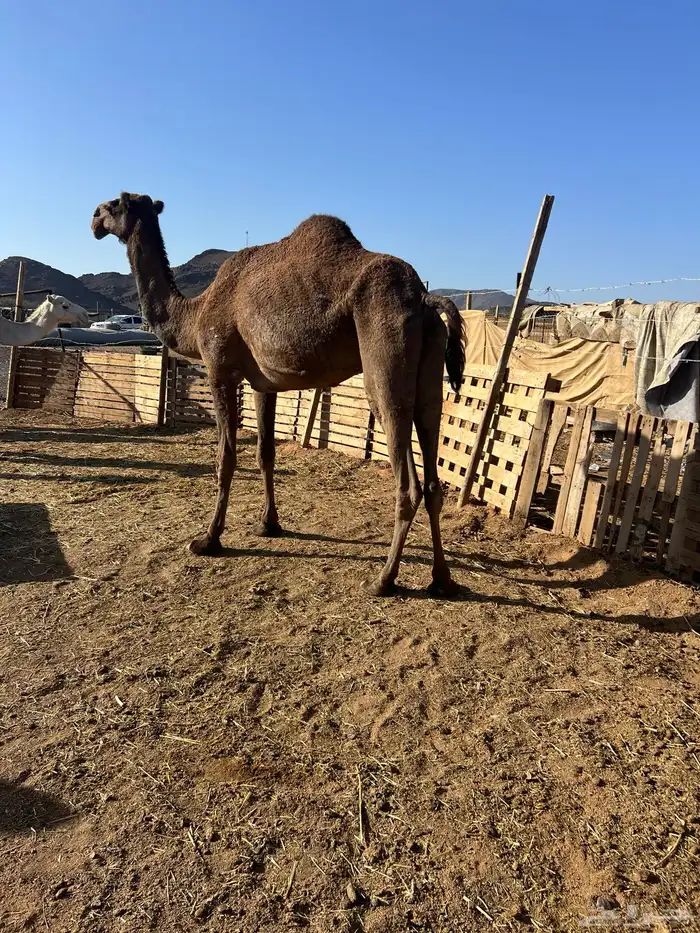 صفرا ضريبه 1