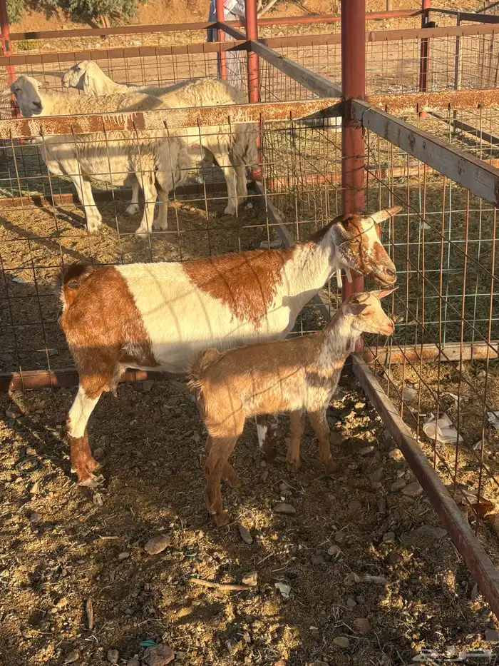 عنز جنوبيه خلفه تم البيع 4