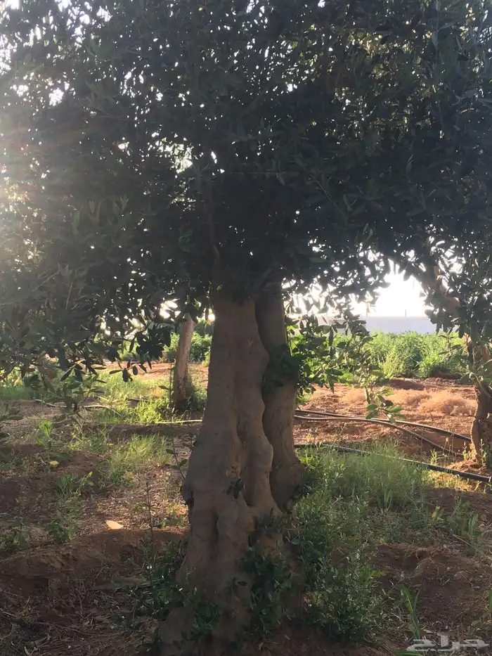 شجر ساق زيتون معمراشجار زيتون ساق معمر 30