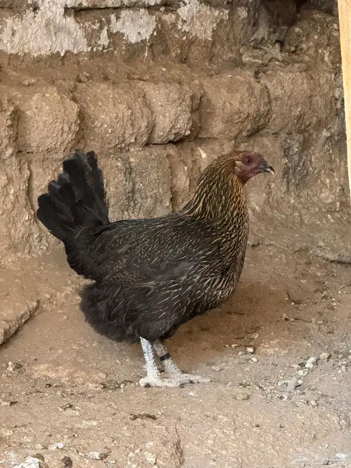 دجاج عربي 3