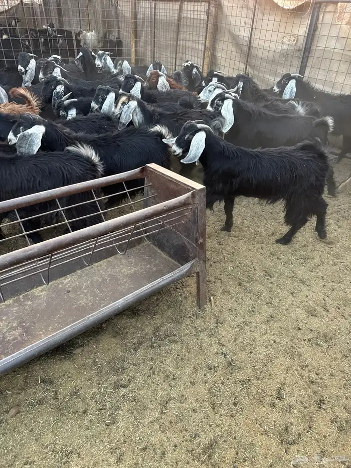 تيوس مخاصي للبيع .. 3