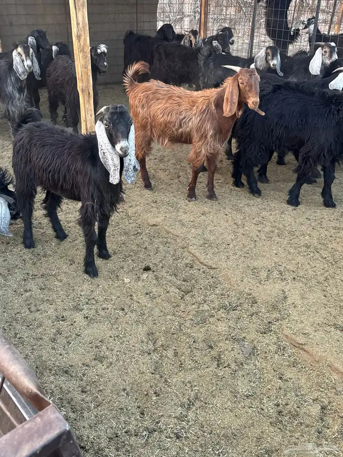 تيوس مخاصي للبيع .. 13