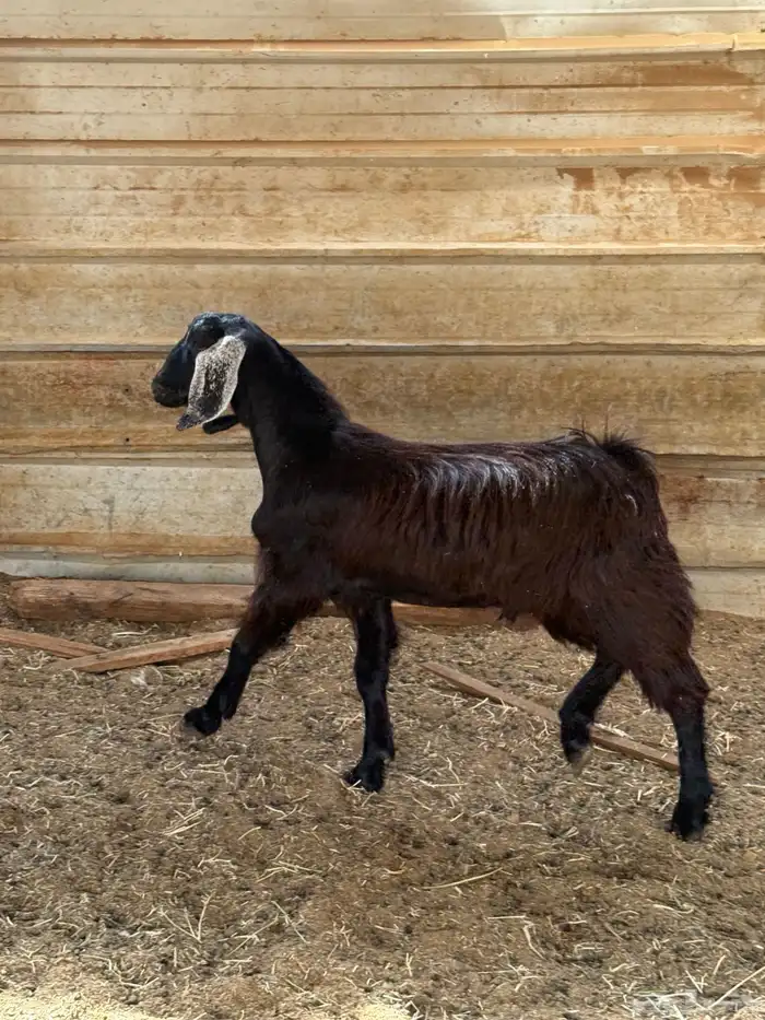 تيس عارضي تربية حلالنا مراح فل مخصي سمين نظيف 0