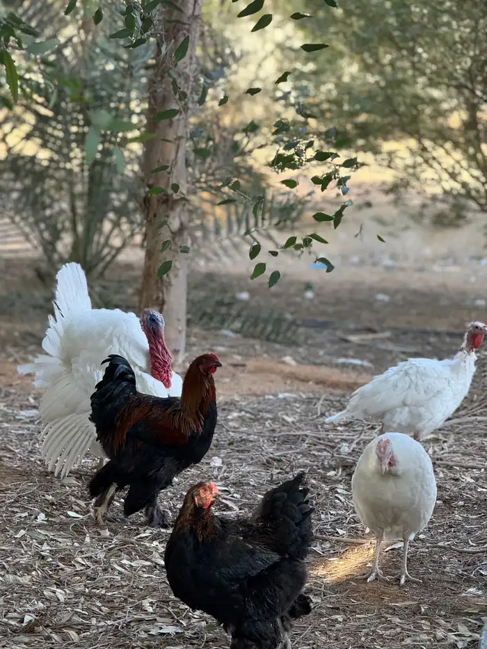 دجاج براهما 5