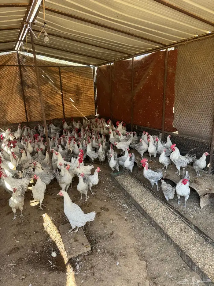 دجاج فيومي ألمنيوم للبيع 2