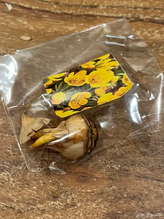 ورد بصيلات نمساوية 1