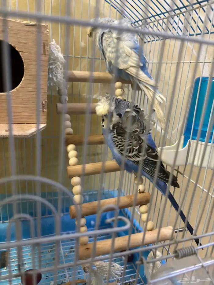 زوج طيور الحب 1