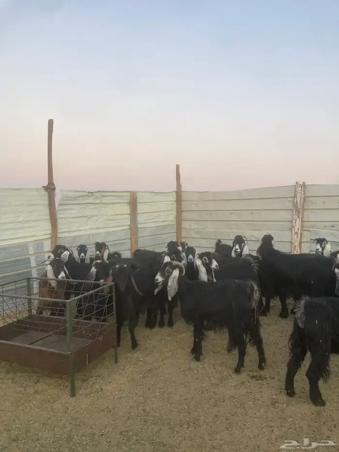 معزا عوارض 34 تحتها 13 فيه 3 متاومات 1