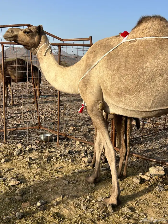 خلفه مصغر تحتها قعود ب 8800 تم البيع 2