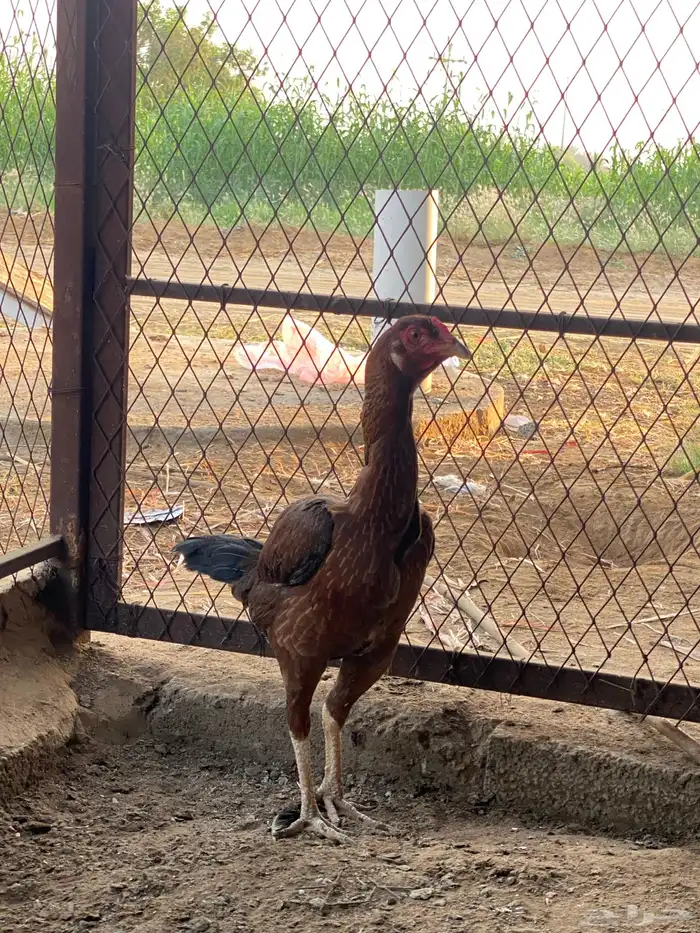 دجاج باكستاني . 3