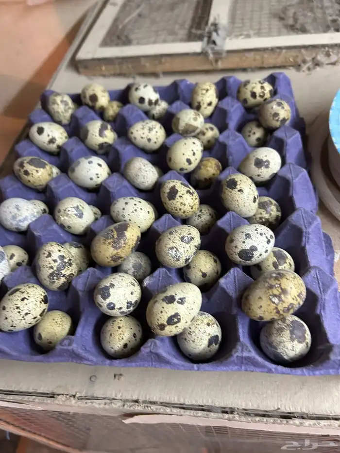بيض سمان تكساس. تم البيع تم البيع 1