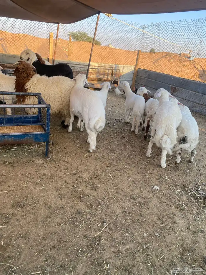 ذبايح طيبه نعيمي وحري 10