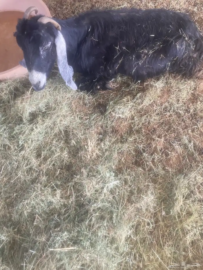 للبيع معزا 3