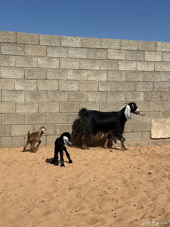 عنز عاضيه تحتها 2 2