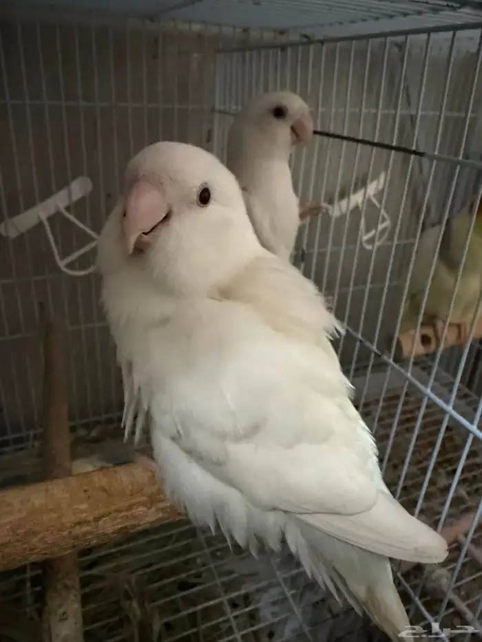 روز ألبينو زوج   منتج سابق 2