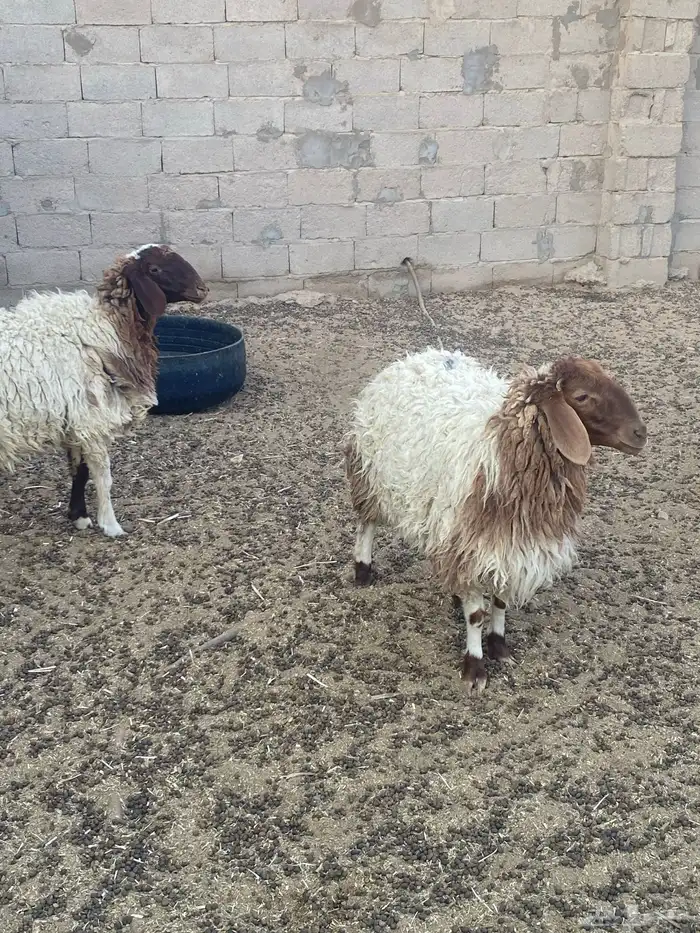 جذعات مقاني 2