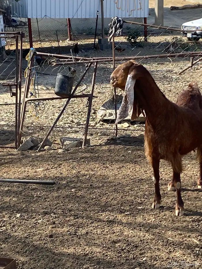 باكستانية السن جامع 0