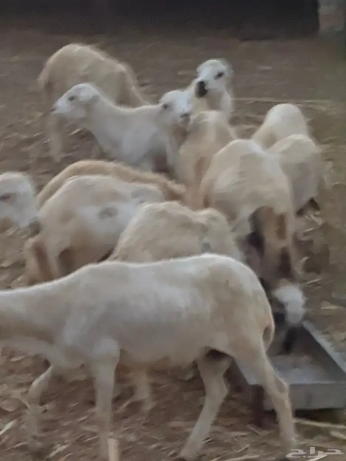 خرفان يمنية للبيع 0