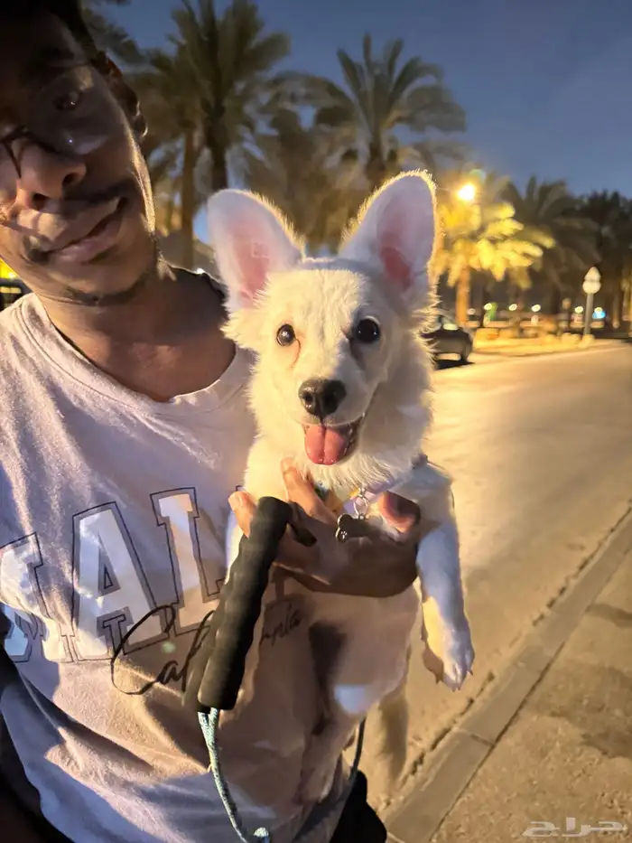 كلب مهجن مالتيز مع شيواوا للبيع 3