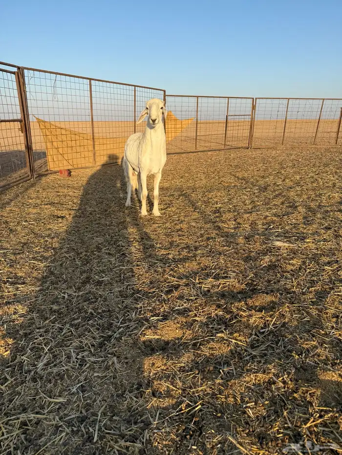 مشروع فحل حري صنف الصنف 7