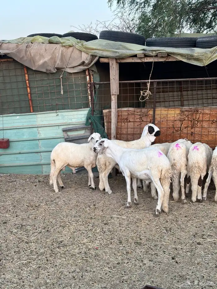 طليان سواكن فلل شحم 4