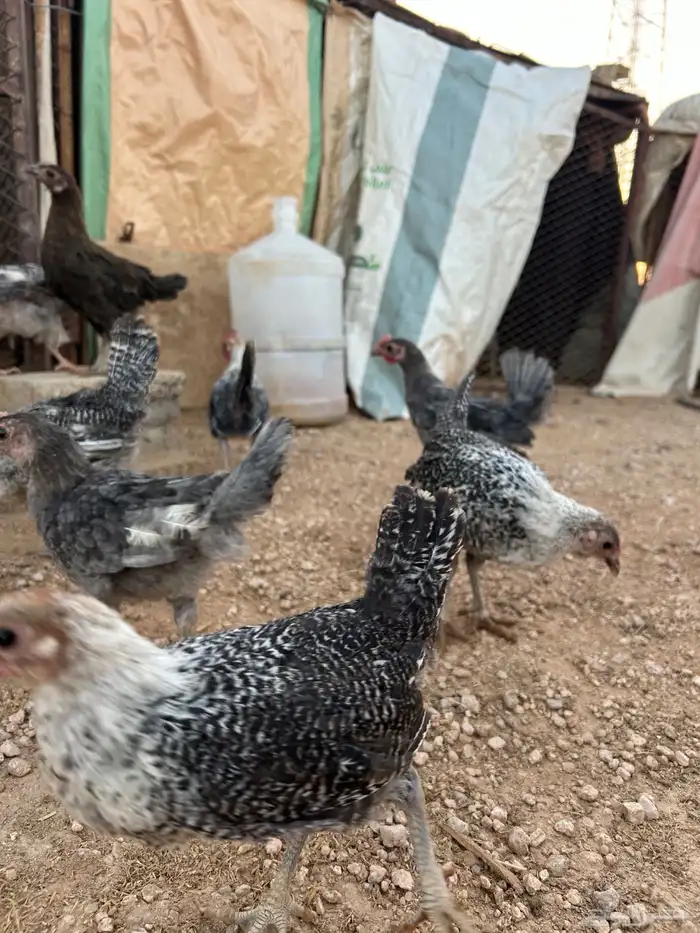 صوص فيومي للبيع 6