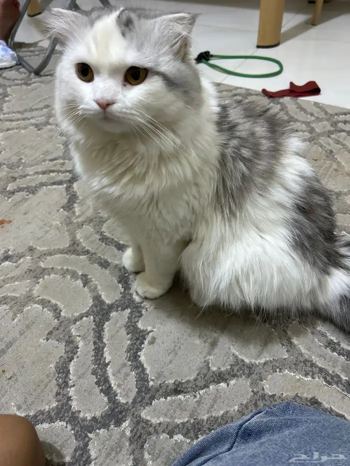 قط مخلط سكوتش وشيرازي (للزواج) 0