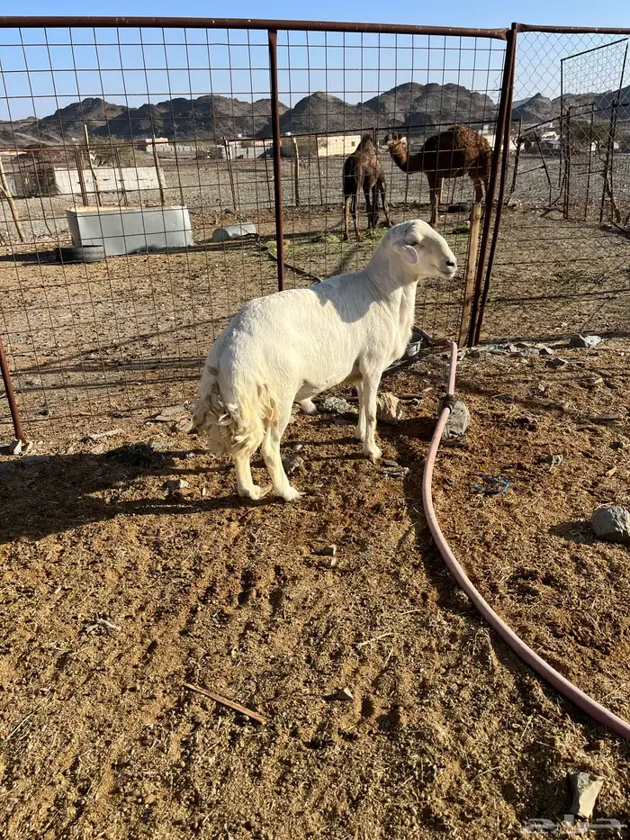 للبيع طلي فحل مشروط 2