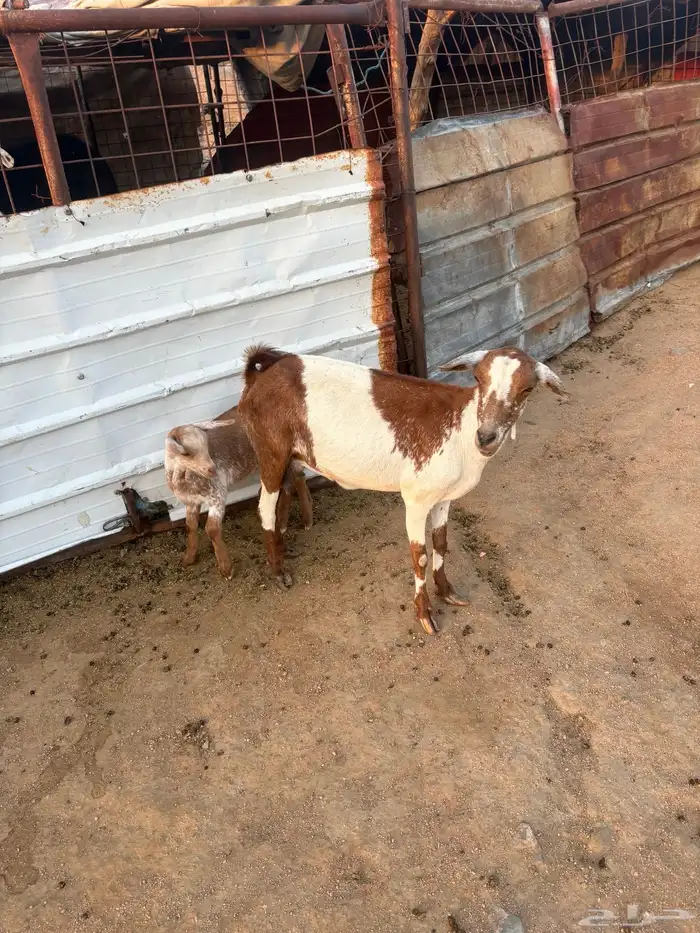 عنز جنوبيه خلفه تم البيع 0