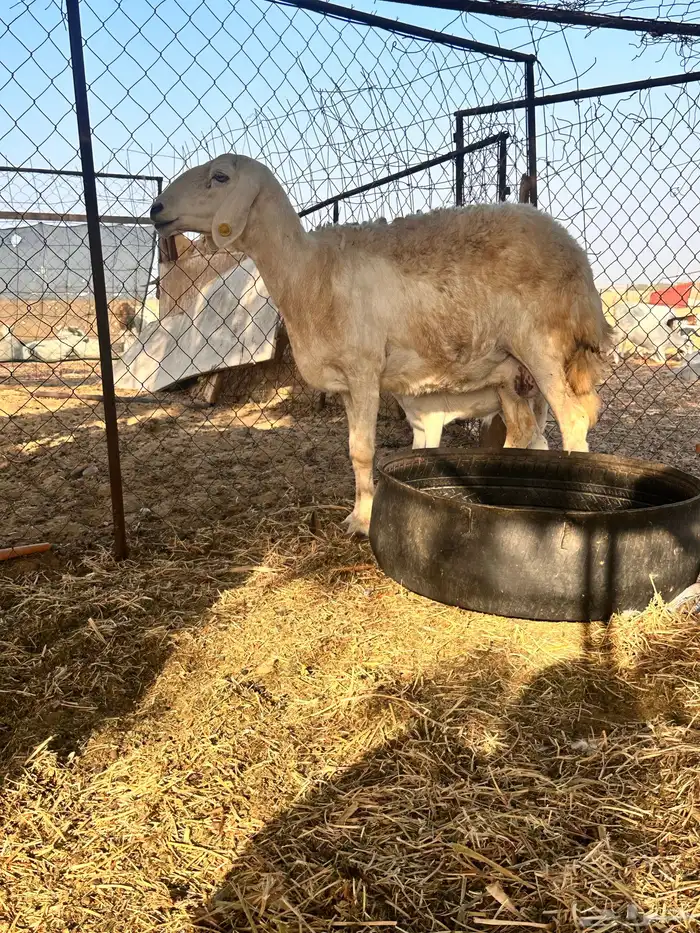 نعجه صنف تحتها طلي 1