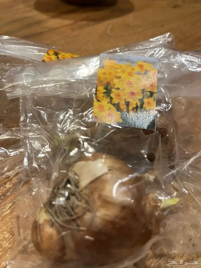 ورد بصيلات نمساوية 12