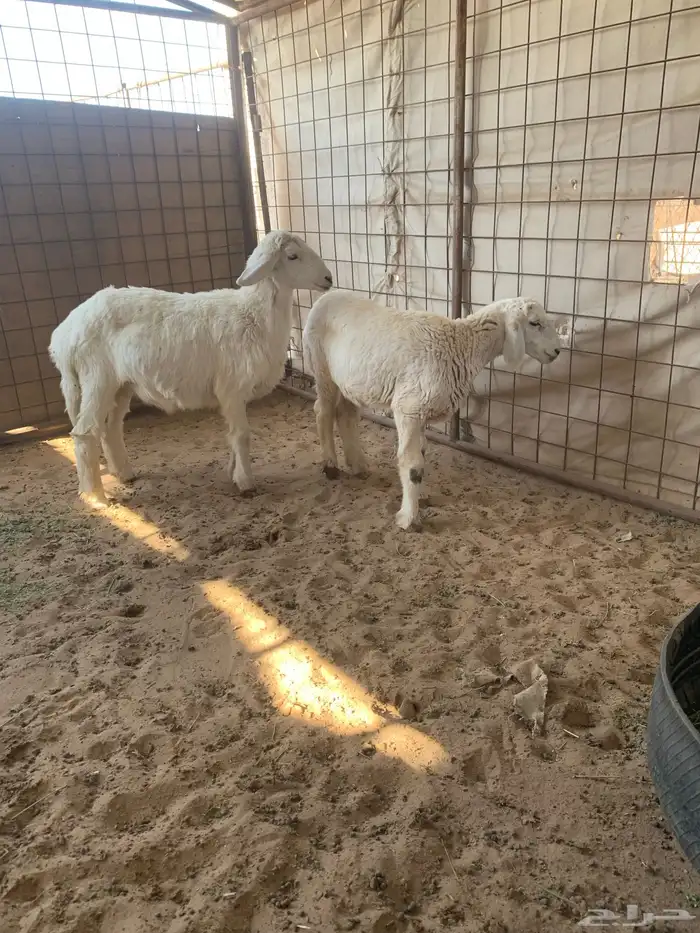 للبيع رخل اربع شهور او طلي 3 شهور ونص 1