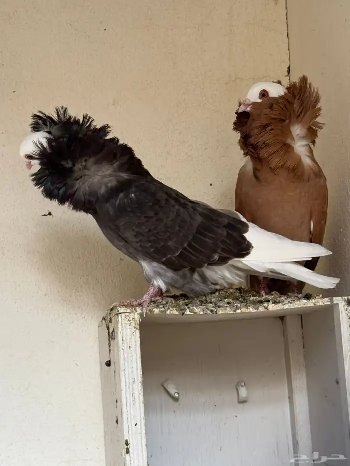 زوج جاكوبين 2