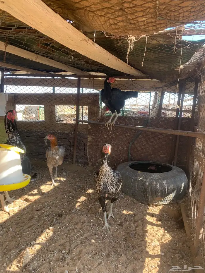 للبيع دجاج باكستاني العدد 27 دجاج مع اديك عددهم 8 30