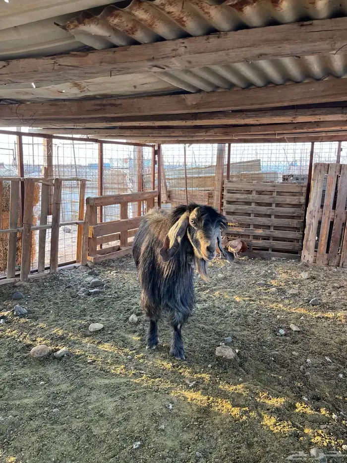 تيس فحل للبيع 3