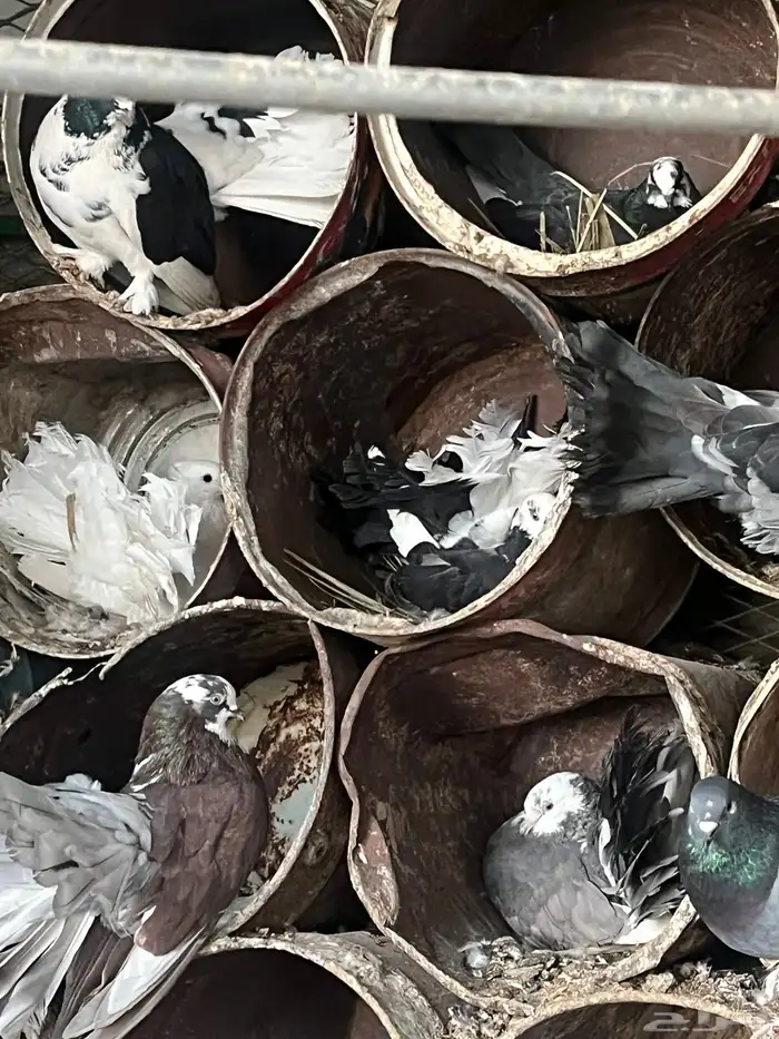 حمام رقاصي 3