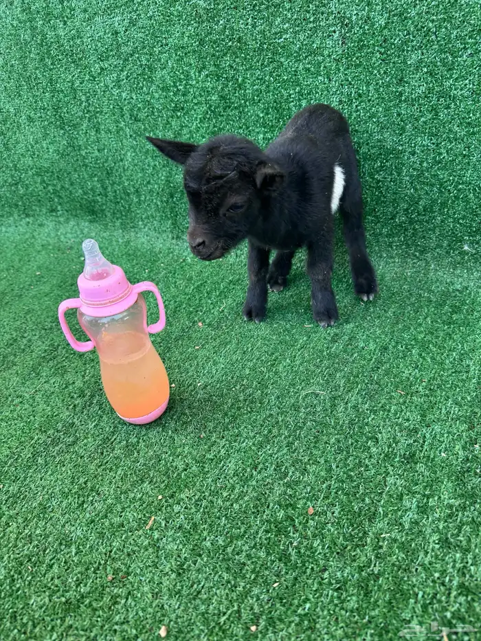 ماعز قزم امريكي تشيكي لون ملكي اليف جدا 0