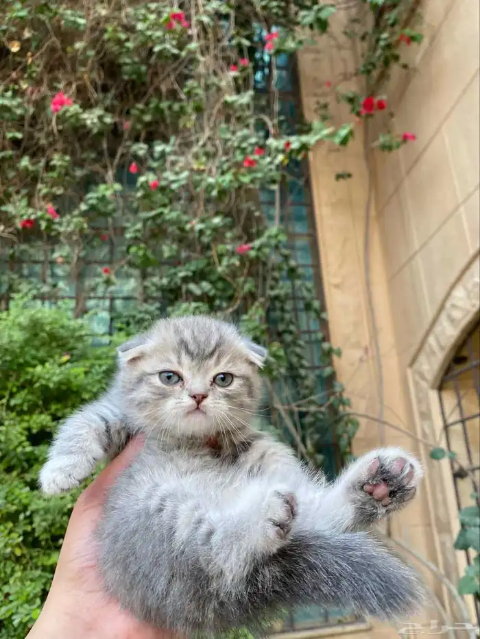 سكوتش فولد بيور مطعمين للبيع لايوجد تبني 11