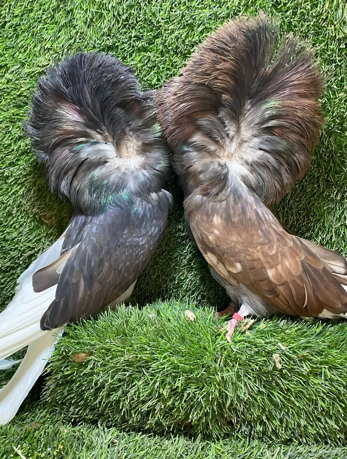 جوز جاكوبين للبيع 2