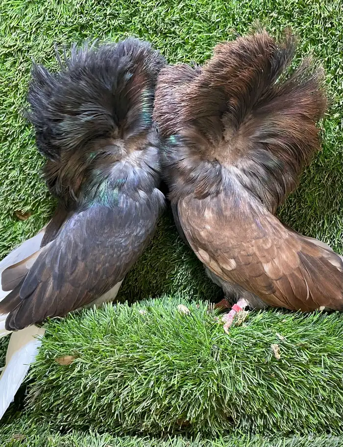 جوز جاكوبين للبيع 3