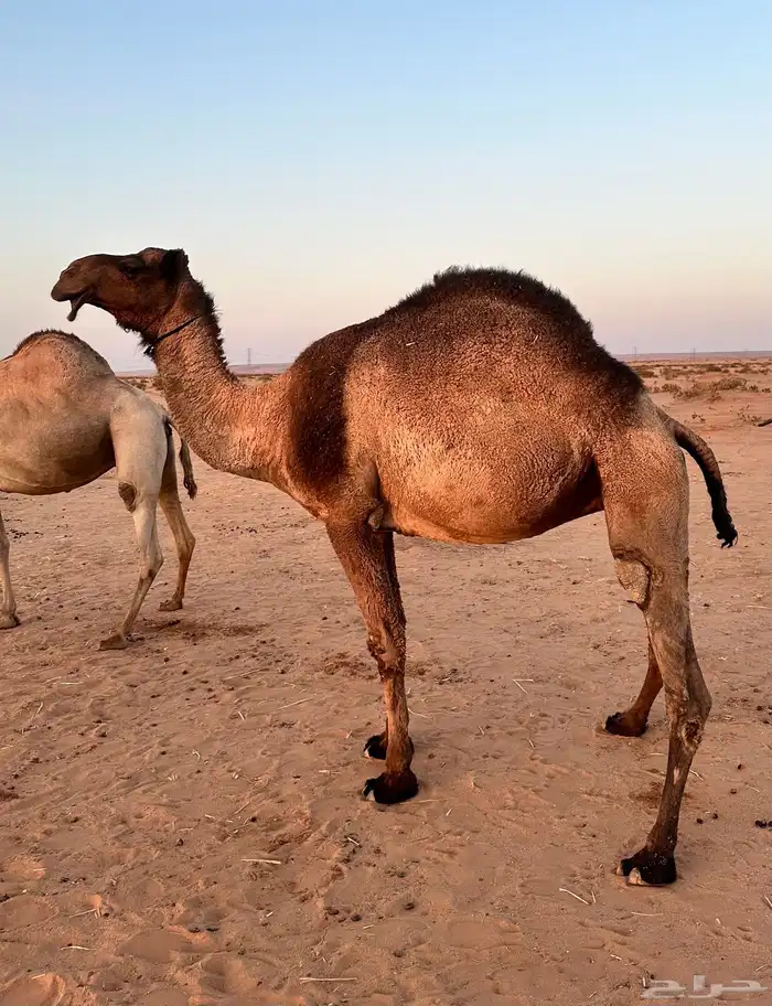 3 ضرايب صفر وحده ثنيه وحده رباع وحده ام ثالث للبيع 0