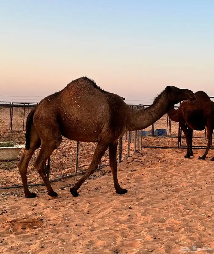 3 ضرايب صفر وحده ثنيه وحده رباع وحده ام ثالث للبيع 2