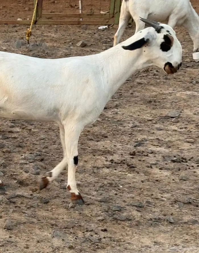 بيع وشراء نوادر الماعز البيشي 3