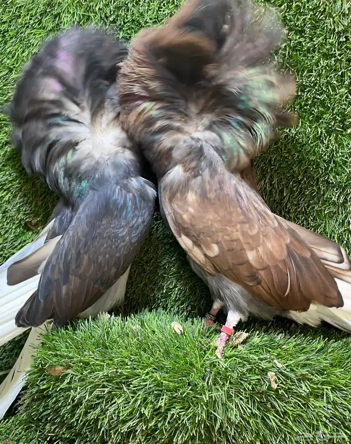 جوز جاكوبين للبيع 5