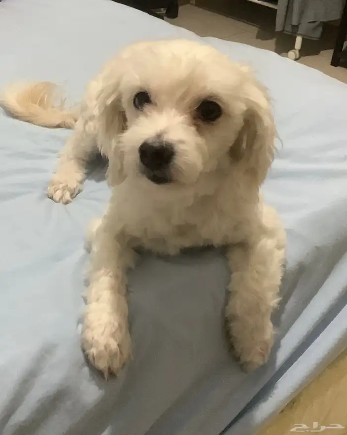 جرو مالتيز مكس41 يوم 6