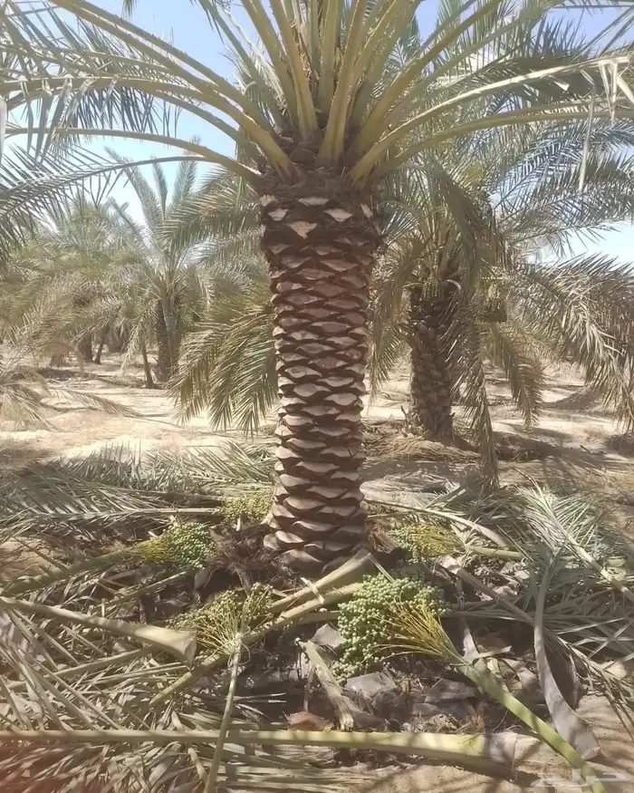 جميع أنواع النخيل 3