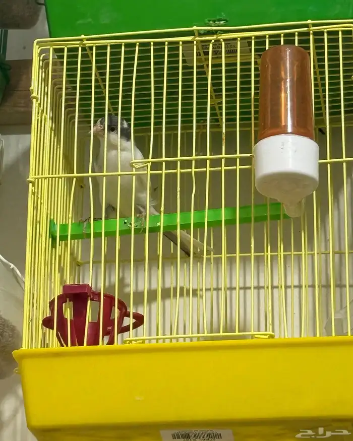 كناري مغرد 1